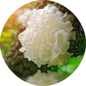 Skin Barrier Function