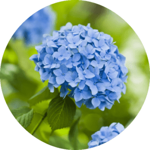 Skin Barrier Function